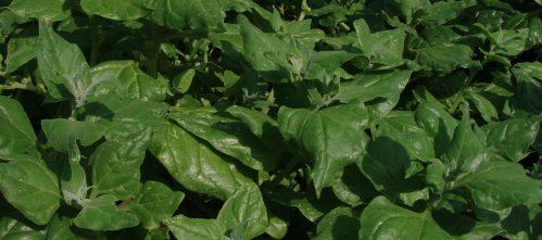 Native spinach (Tetragonia tetragoniodes)