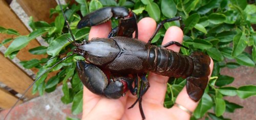 What we call a yabby  - but in appreciation of the American pancakes (not pictured, sorry), and that we are a half-American family, let’s call these ones ‘Christmas crawdads’