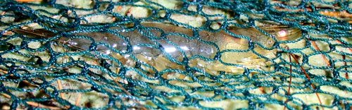 Greasyback prawn (Metapenaeus bennettae) in the net