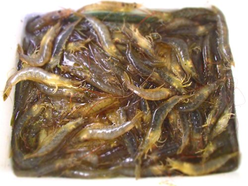 Myall Lakes Prawns – mostly greasyback (Metapenaeus bennettae) and school prawns (Metapenaeus macleayi)