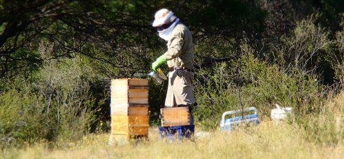 Opening the beehive – when there are no combs fully capped, no combs can be harvested
