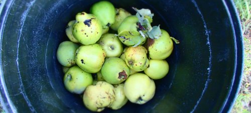 The first forage was a load of quinces. We’d decided on starting from scratch on Day 1, which meant that all I had to start on was something that needs a lot of cooking.